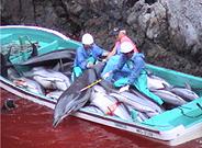 Save Japans Dolphins from slaughter!
